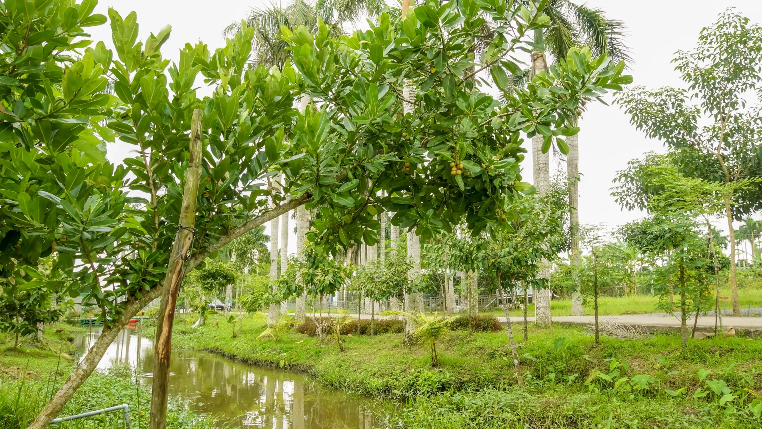 Bao Gia Farm - Chau Thanh Hau Giang