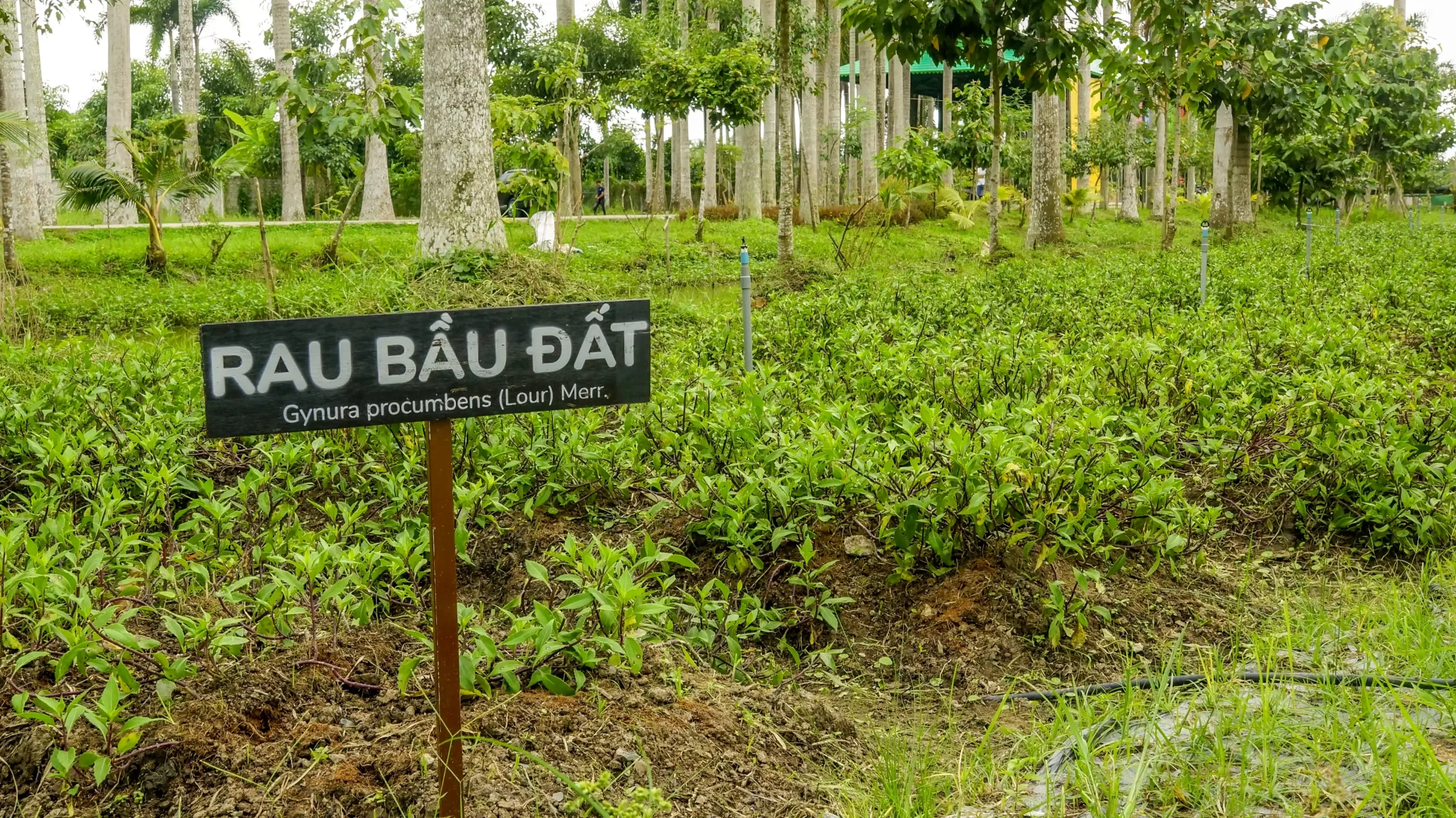 Bao Gia Farm - Chau Thanh Hau Giang