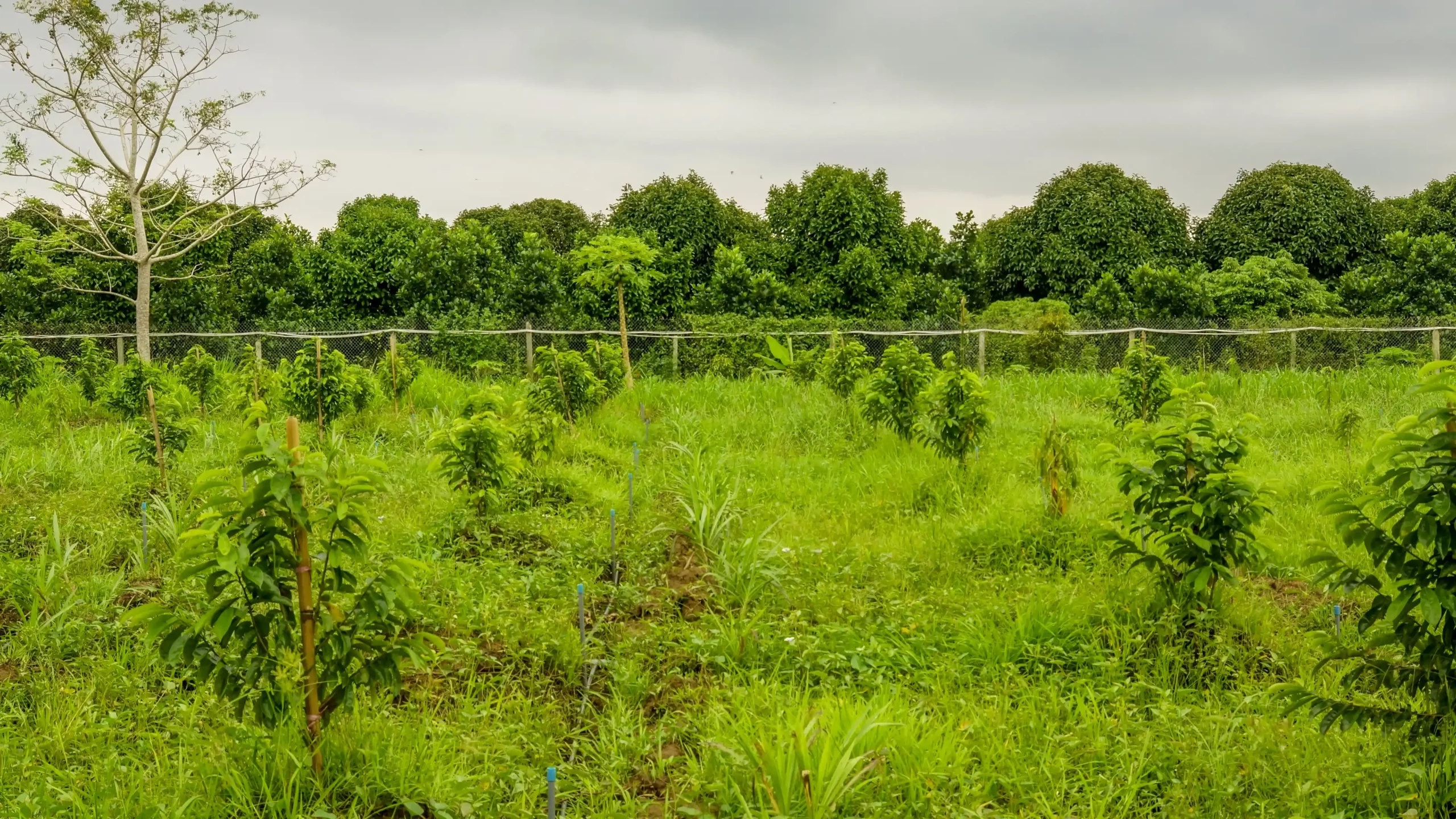 Bao Gia Farm - Chau Thanh Hau Giang