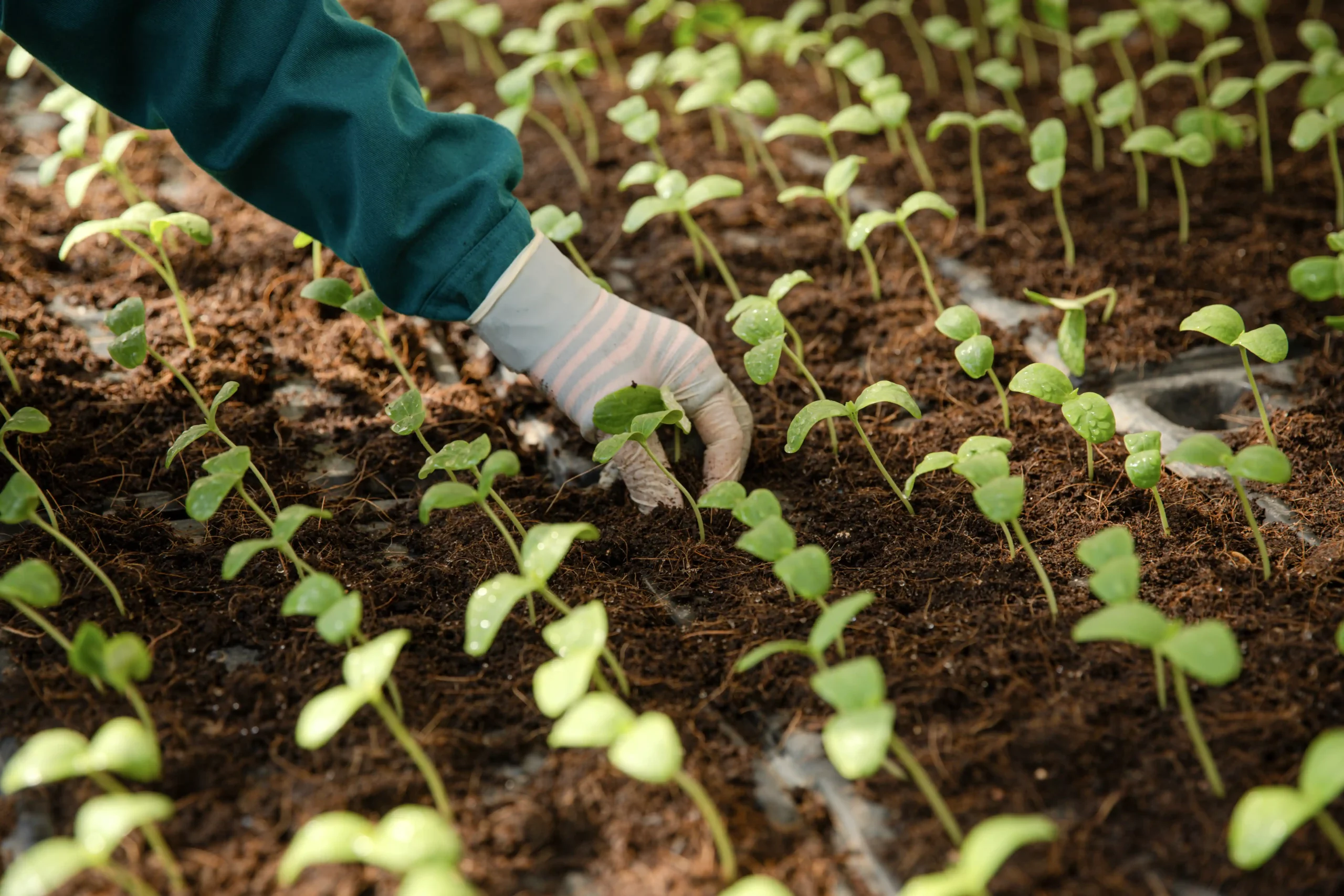 DannyGreen Organic Farm Son Hai - Ninh Thuan