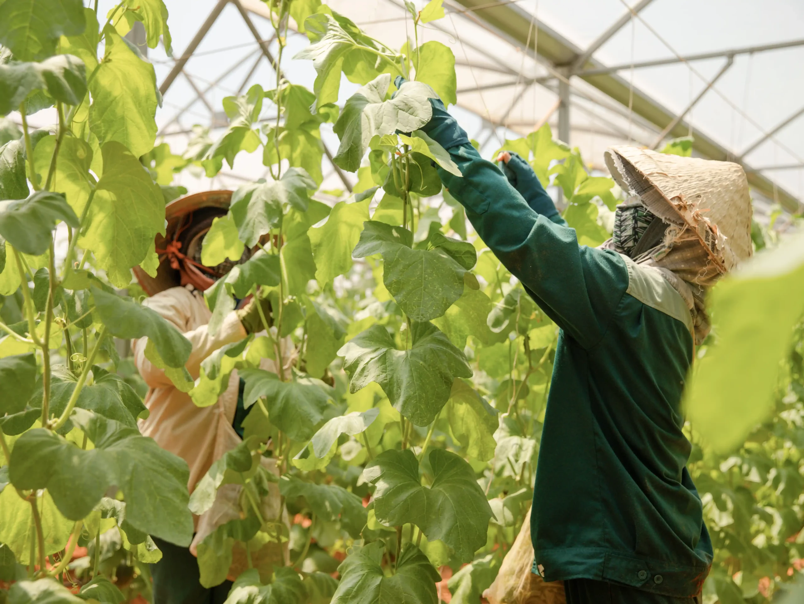 DannyGreen Organic Farm Son Hai - Ninh Thuan