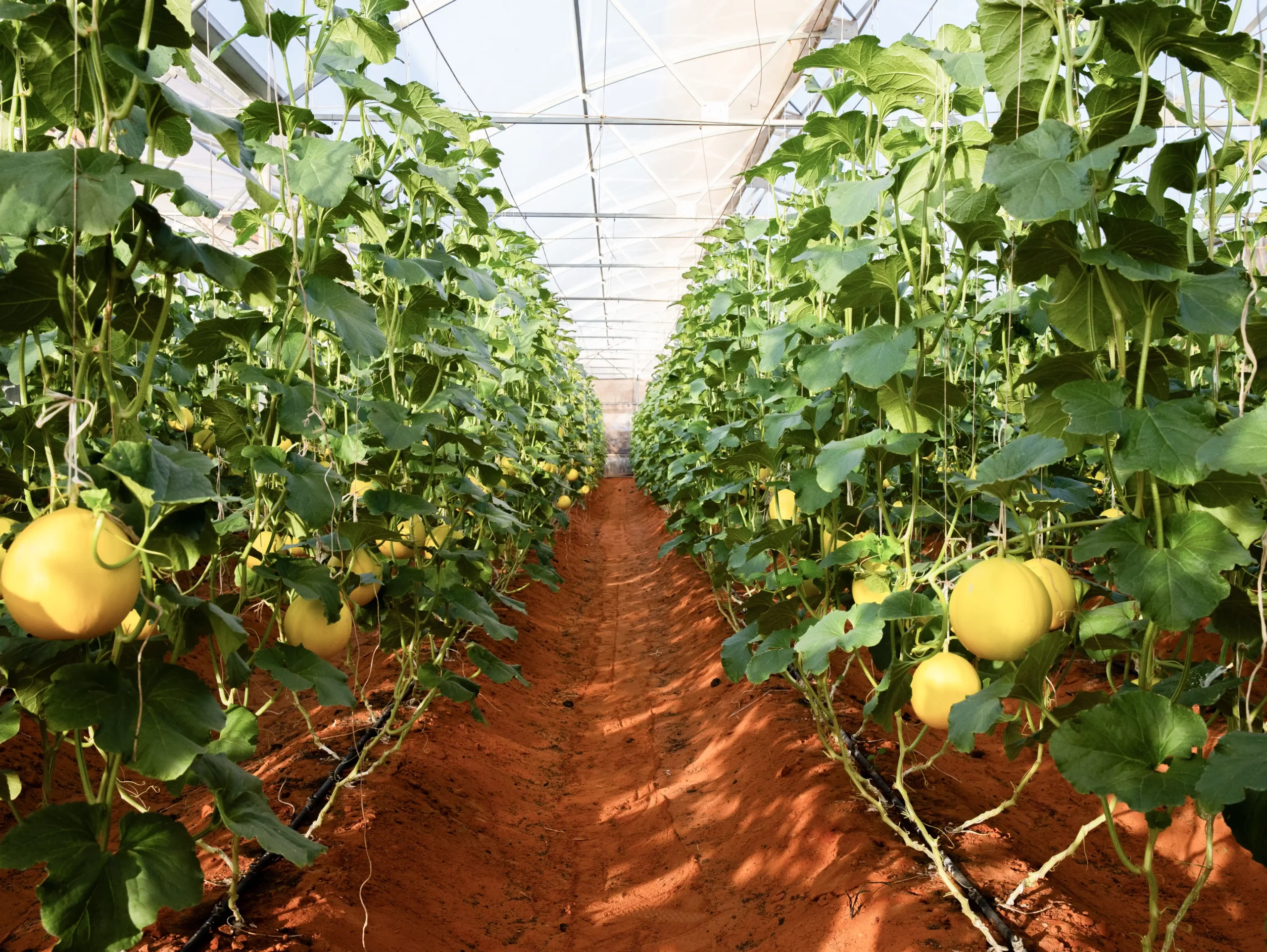 DannyGreen Organic Farm Son Hai - Ninh Thuan