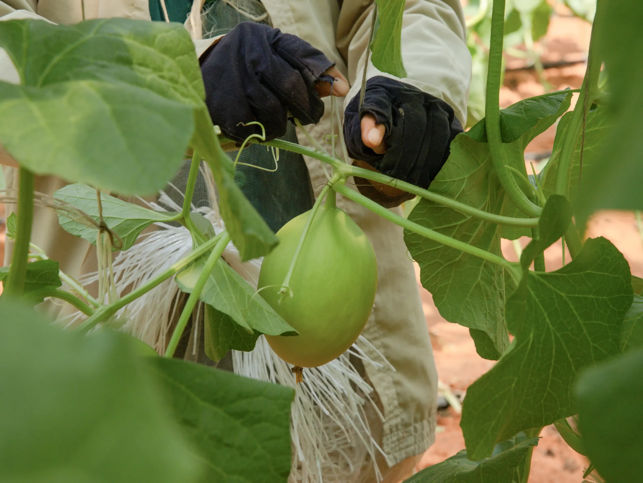 DannyGreen Organic Farm Son Hai - Ninh Thuan