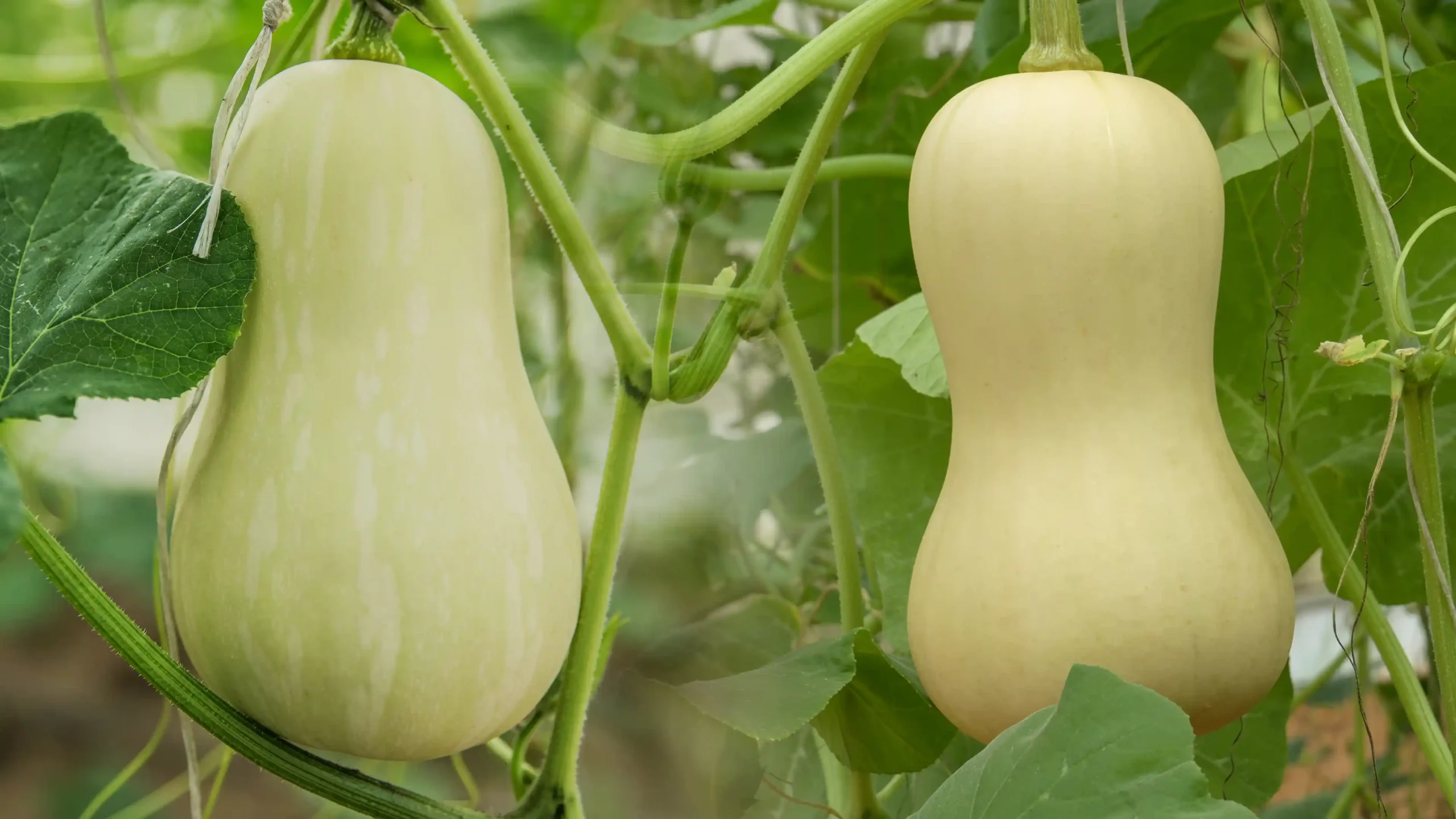 DannyGreen Tay Ninh Organic Farm