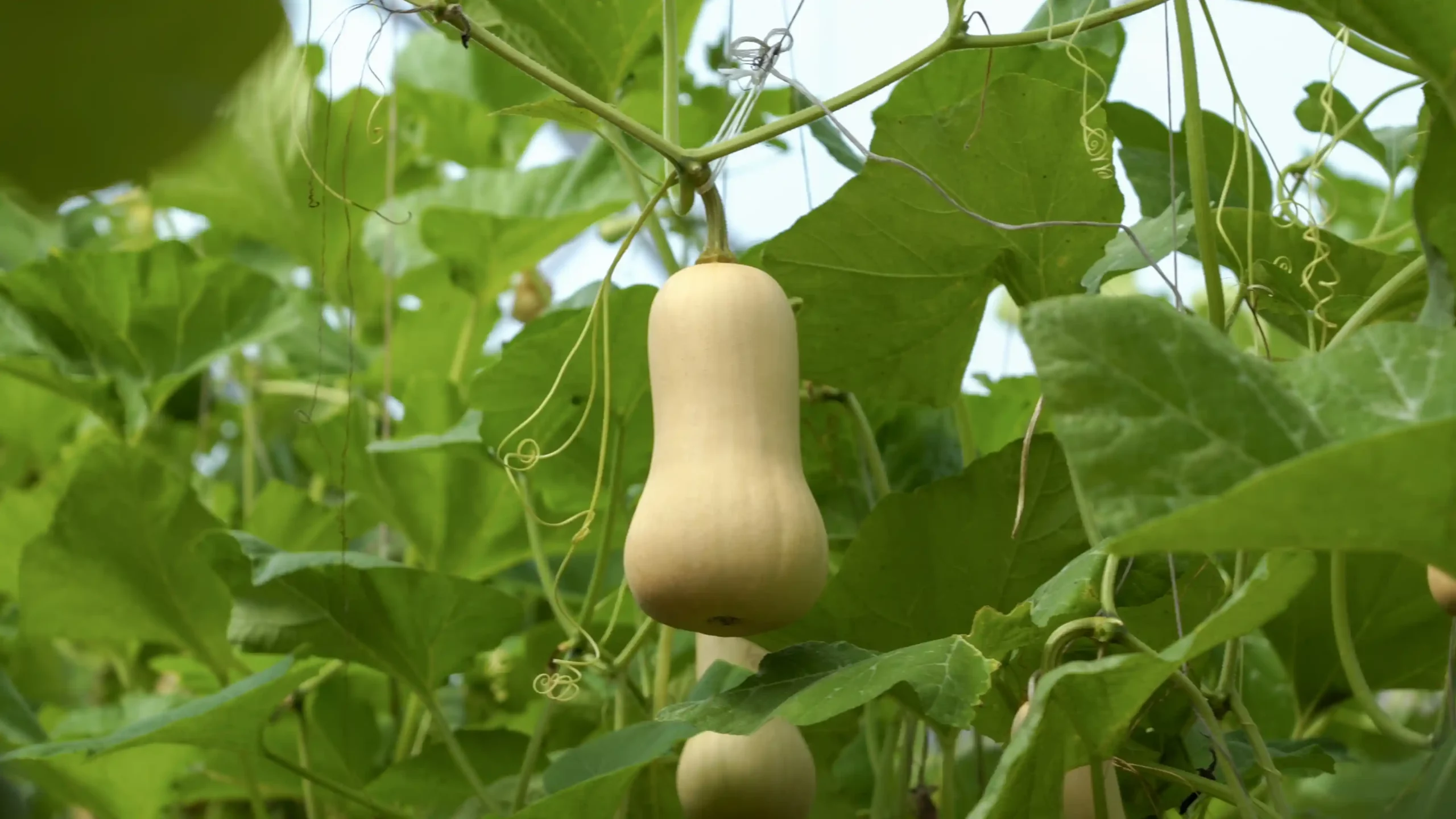 DannyGreen Tay Ninh Organic Farm
